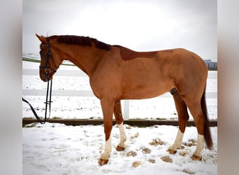 Oldenburg, Gelding, 10 years, 16.2 hh, Chestnut-Red