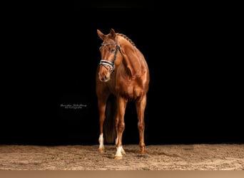 Oldenburg, Gelding, 10 years, 16,2 hh, Chestnut-Red