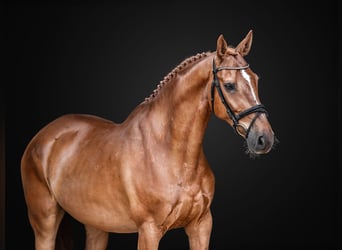 Oldenburg, Gelding, 10 years, 16.2 hh