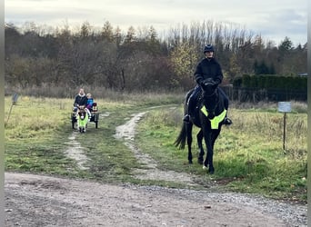 Oldenburg, Gelding, 10 years, 16.2 hh, Smoky-Black