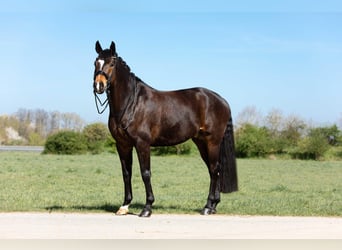 Oldenburg, Gelding, 10 years, 16.3 hh, Bay-Dark