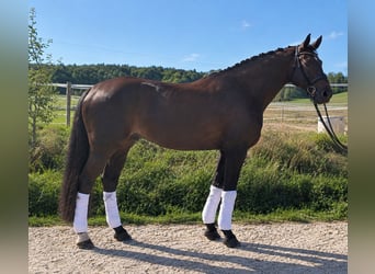 Oldenburg, Gelding, 10 years, 16.3 hh, Black