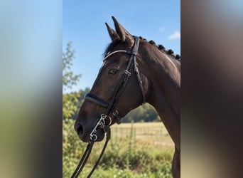 Oldenburg, Gelding, 10 years, 16.3 hh, Black
