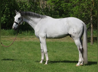 Oldenburg, Gelding, 10 years, 16.3 hh, Gray