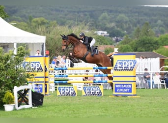 Oldenburg, Gelding, 10 years, 16,1 hh, Brown