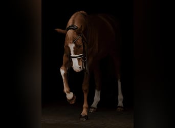 Oldenburg, Gelding, 10 years, 16,1 hh, Chestnut