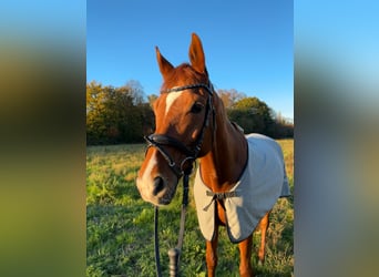 Oldenburg, Gelding, 10 years, 16,2 hh, Chestnut-Red