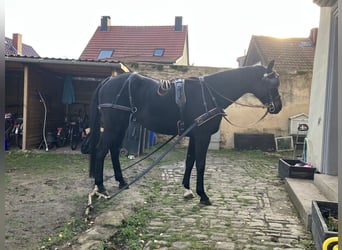 Oldenburg, Gelding, 10 years, 16,2 hh, Smoky-Black