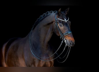 Oldenburg, Gelding, 10 years, 16,3 hh, Bay-Dark