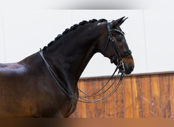 Oldenburg, Gelding, 10 years, 16,3 hh, Bay-Dark