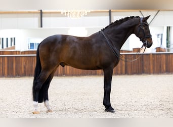 Oldenburg, Gelding, 10 years, 16,3 hh, Bay-Dark