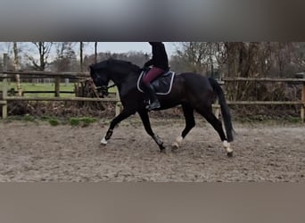 Oldenburg, Gelding, 10 years, 16,3 hh, Smoky-Black