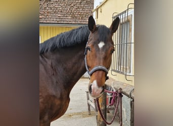 Oldenburg, Gelding, 10 years, 17,1 hh, Brown