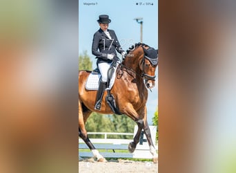 Oldenburg, Gelding, 10 years, 17,1 hh, Brown