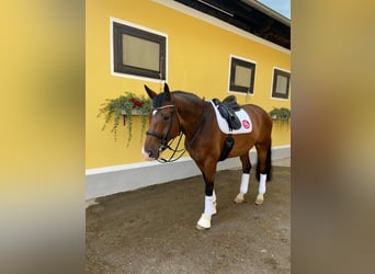 Oldenburg, Gelding, 10 years, 17,1 hh, Brown