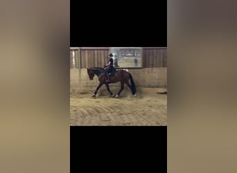 Oldenburg, Gelding, 10 years, 17,1 hh, Brown