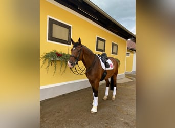 Oldenburg, Gelding, 10 years, 17,1 hh, Brown