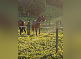 Oldenburg, Gelding, 10 years, 17,1 hh, Brown