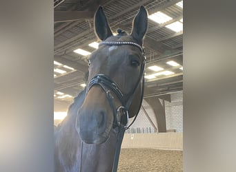 Oldenburg, Gelding, 10 years, 17,1 hh, Brown