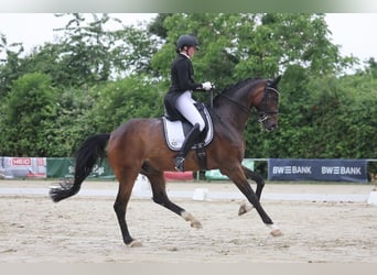 Oldenburg, Gelding, 10 years, 17,1 hh, Brown