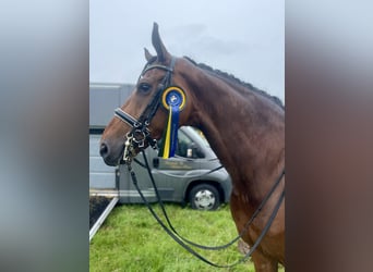 Oldenburg, Gelding, 10 years, 17,2 hh, Brown