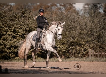 Oldenburg, Gelding, 10 years, 17.2 hh, Gray