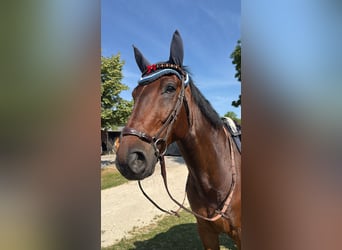 Oldenburg, Gelding, 10 years, 17 hh, Brown