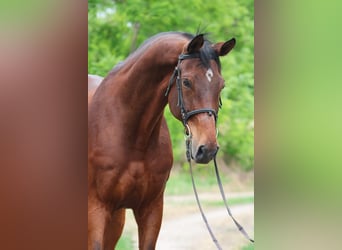 Oldenburg, Gelding, 10 years, 17 hh, Brown