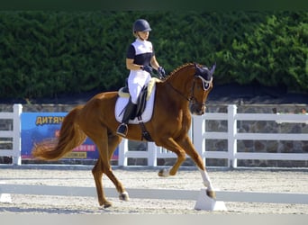 Oldenburg Mix, Gelding, 10 years, 17 hh, Chestnut-Red