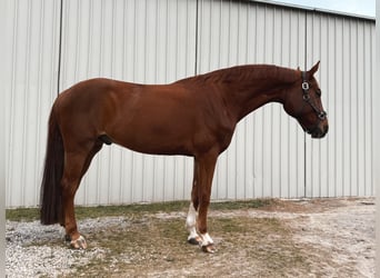 Oldenburg Mix, Gelding, 10 years, 17 hh, Chestnut-Red