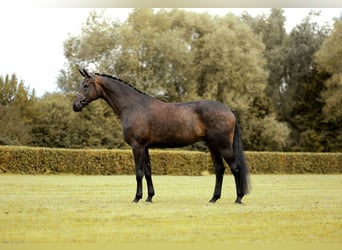 Oldenburger, Wallach, 10 Jahre, 17 hh, Schwarzbrauner