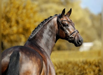 Oldenburger, Wallach, 10 Jahre, 17 hh, Schwarzbrauner