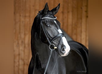 Oldenburg, Gelding, 10 years, 17,1 hh, Black