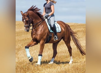 Oldenburg, Gelding, 10 years, 17,1 hh, Chestnut-Red