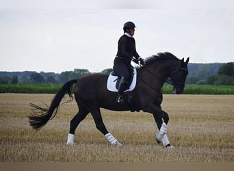 Oldenburg, Gelding, 10 years, 17,2 hh, Black