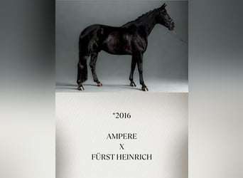 Oldenburg, Gelding, 10 years, Black