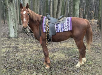 Oldenburg Mix, Gelding, 11 years, 15,3 hh, Sorrel