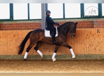Oldenburg, Gelding, 11 years, 16.1 hh, Bay-Dark