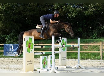 Oldenburg, Gelding, 11 years, 16.1 hh, Brown