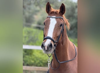 Oldenburg, Gelding, 11 years, 16.1 hh, Chestnut
