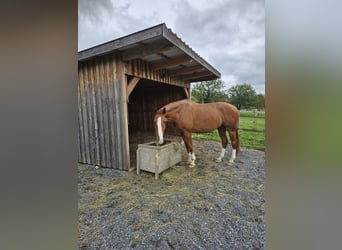 Oldenburg, Gelding, 11 years, 16,1 hh, Chestnut-Red