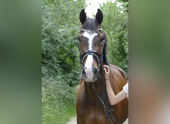 Oldenburg, Gelding, 11 years, 16.2 hh, Bay-Dark