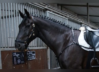 Oldenburg, Gelding, 11 years, 16.2 hh, Black