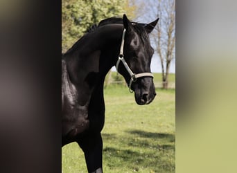 Oldenburg, Gelding, 11 years, 16.2 hh, Black
