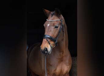 Oldenburg, Gelding, 11 years, 16,2 hh, Brown