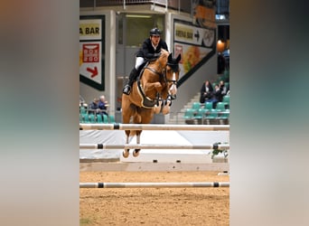 Oldenburg, Gelding, 11 years, 16.2 hh, Chestnut-Red