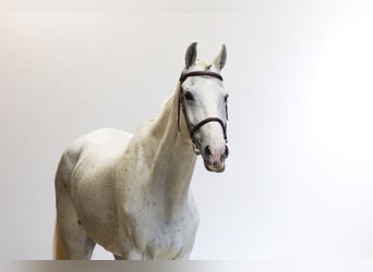 Oldenburg, Gelding, 11 years, 16.2 hh, Grey