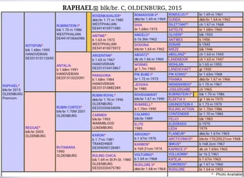 Oldenburg, Gelding, 11 years, 16.3 hh, Bay