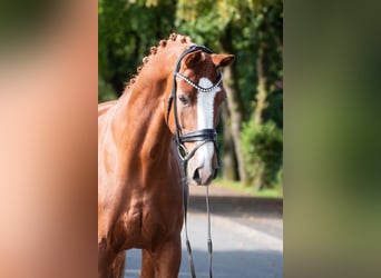 Oldenburg, Gelding, 11 years, 16,3 hh, Chestnut-Red