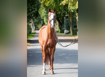 Oldenburg, Gelding, 11 years, 16,3 hh, Chestnut-Red